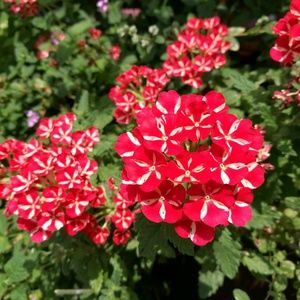 Meet your Posher, Nguyet